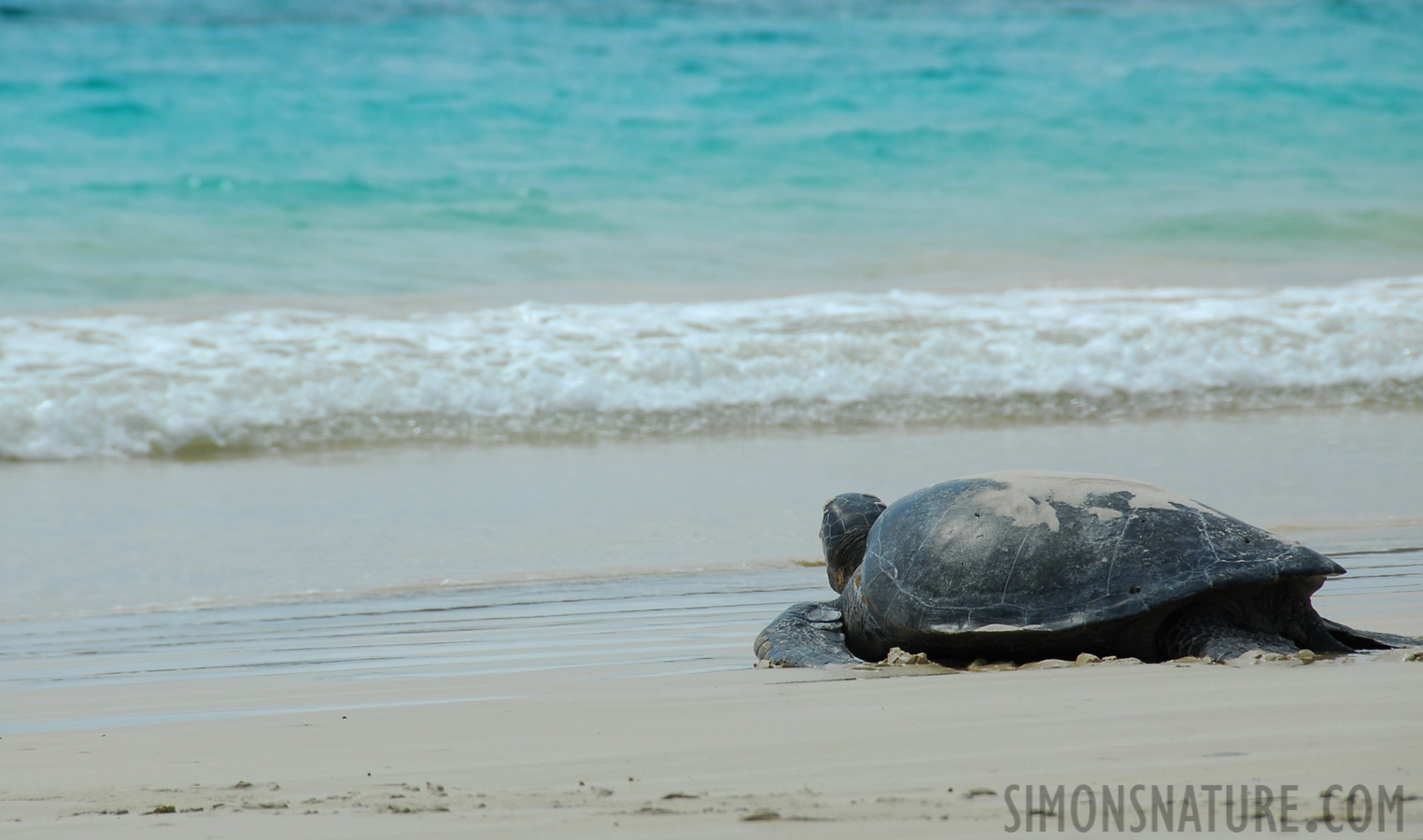 Chelonia mydas [200 mm, 1/320 Sek. bei f / 9.0, ISO 100]